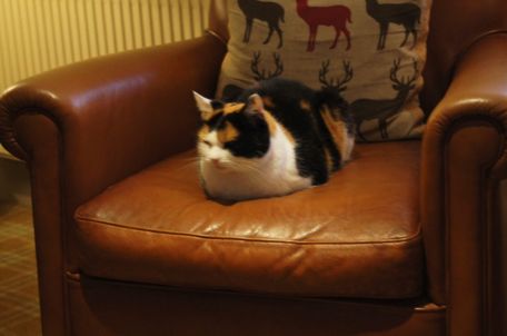 Here’s a picture of Poppy and her chair